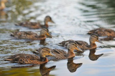 2022 gölündeki ördekler.