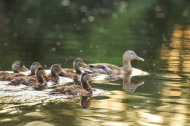 2022 gölündeki ördekler.