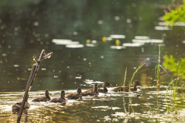 2022 gölündeki ördekler.