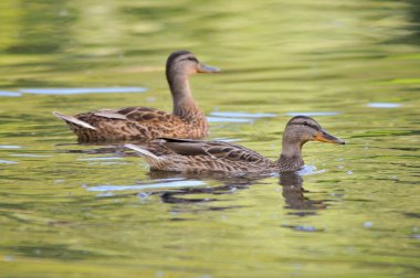 2022 gölündeki ördekler.