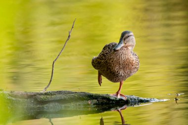 2022 gölündeki ördekler.