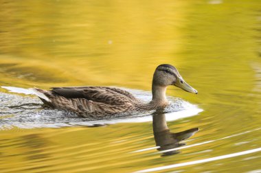 2022 gölündeki ördekler.