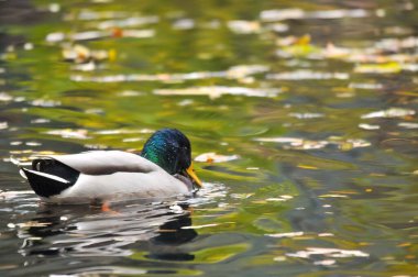 2025 gölündeki ördekler