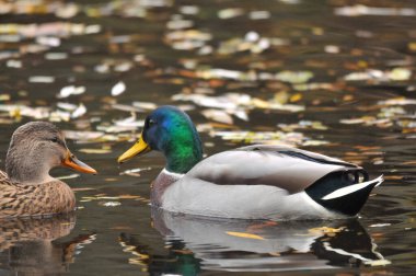 2025 gölündeki ördekler