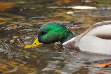 2025 gölündeki ördekler