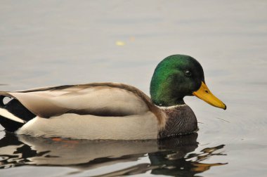 2025 gölündeki ördekler