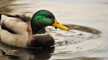 2025 gölündeki ördekler