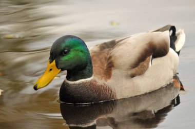 2025 gölündeki ördekler