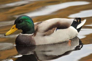 2025 gölündeki ördekler