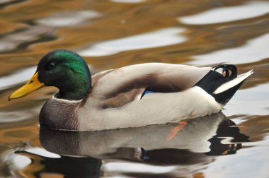 2025 gölündeki ördekler