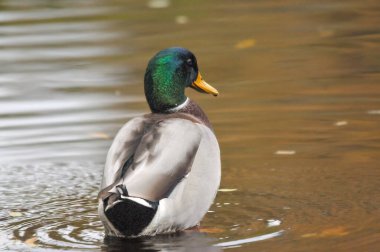 2025 gölündeki ördekler