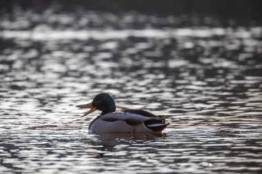 2025 gölündeki ördekler