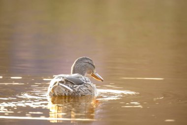 2025 gölündeki ördekler