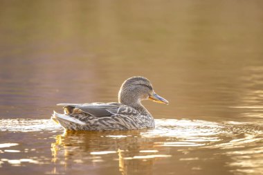 2025 gölündeki ördekler