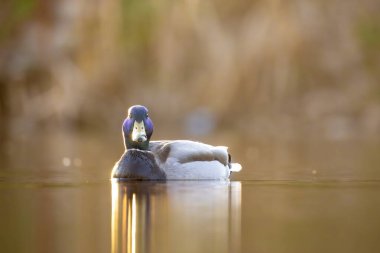 2025 gölündeki ördekler