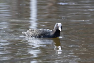 2025 gölündeki ördekler
