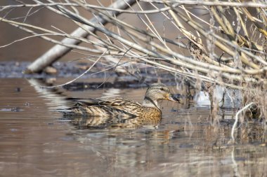 2025 gölündeki ördekler