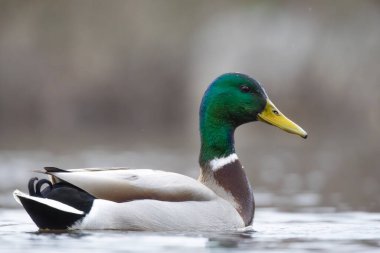 2025 gölündeki ördekler