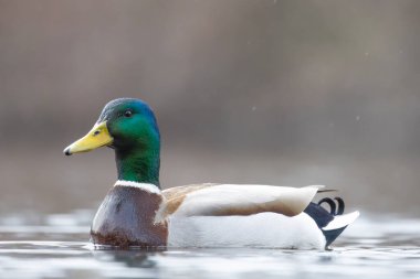 2025 gölündeki ördekler