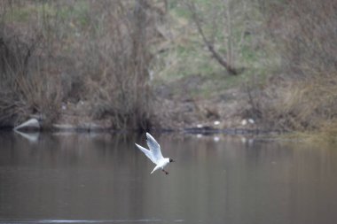 2025 gölündeki ördekler