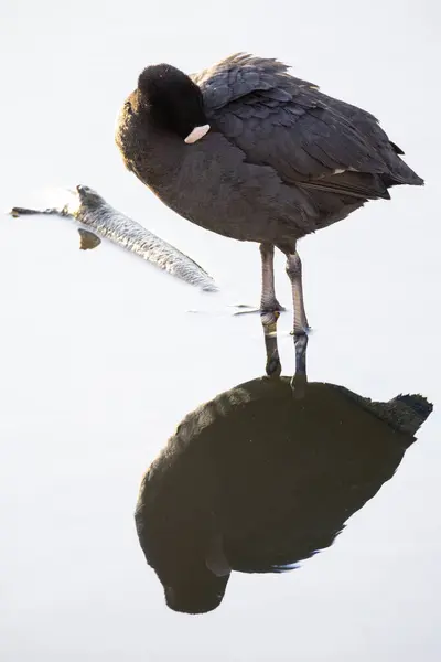 2025 gölündeki ördekler