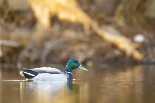 2025 gölündeki ördekler