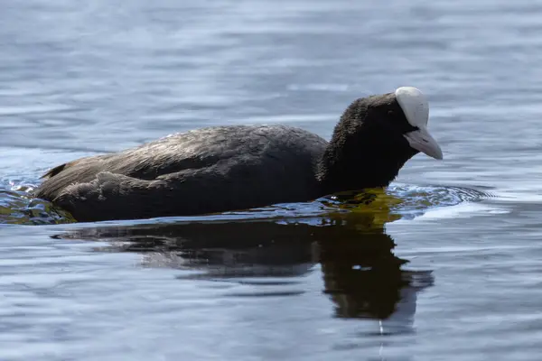 2025 gölündeki ördekler