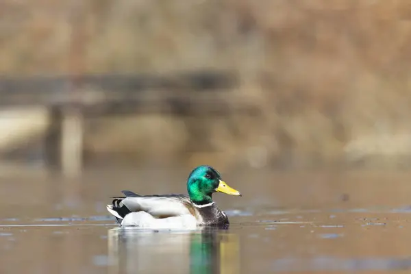 2025 gölündeki ördekler