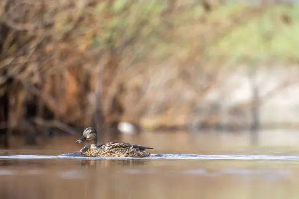 2025 gölündeki ördekler