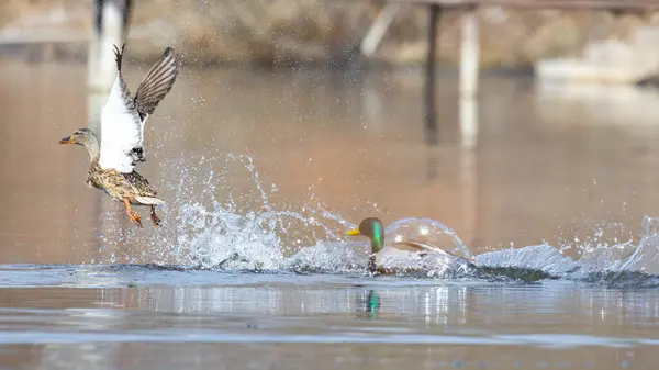 2025 gölündeki ördekler