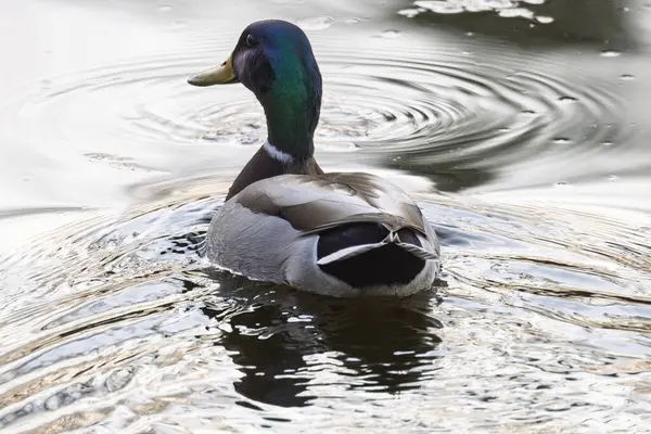 2025 gölündeki ördekler