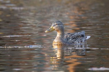 2025 gölündeki ördekler