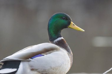 2025 gölündeki ördekler