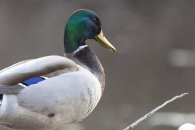 2025 gölündeki ördekler