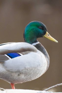 2025 gölündeki ördekler