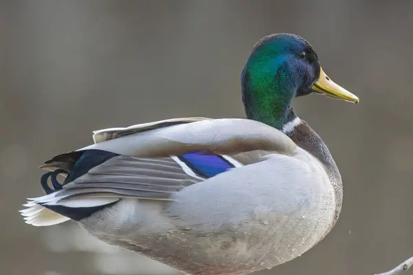 2025 gölündeki ördekler