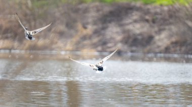 2025 gölündeki ördekler