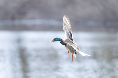 2025 gölündeki ördekler