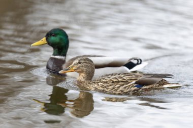 2025 gölündeki ördekler