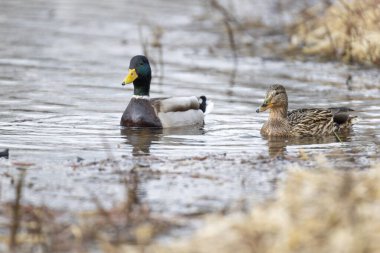 2025 gölündeki ördekler