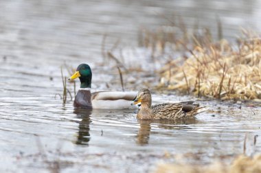 2025 gölündeki ördekler
