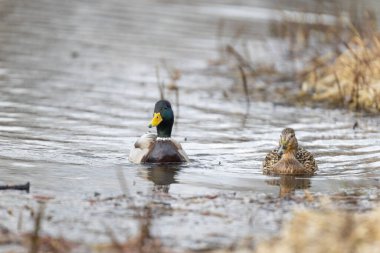 2025 gölündeki ördekler