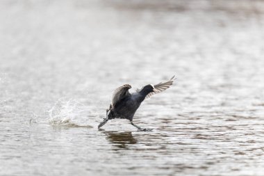 2025 gölündeki ördekler