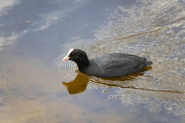 2025 gölündeki ördekler