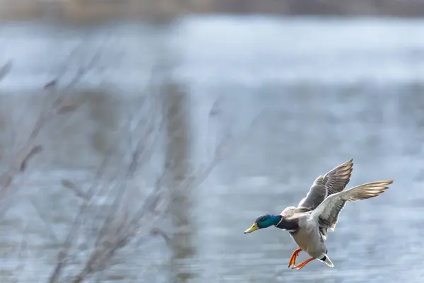 2025 gölündeki ördekler