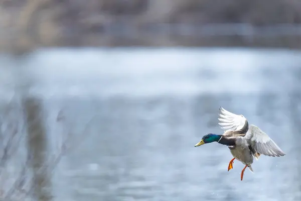 2025 gölündeki ördekler