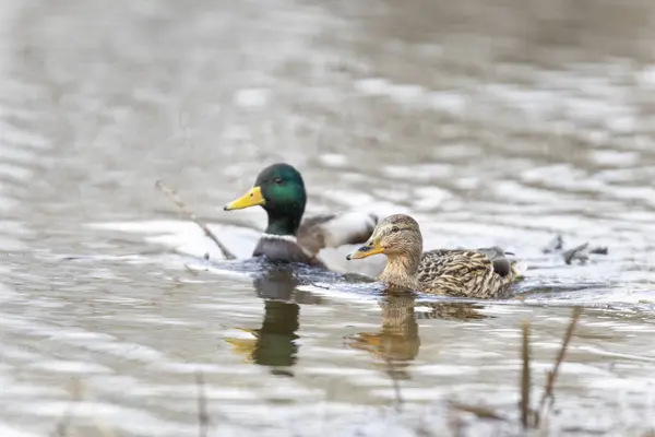 2025 gölündeki ördekler