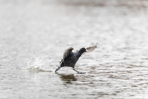 2025 gölündeki ördekler