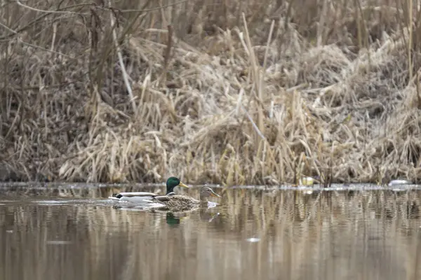 2025 gölündeki ördekler