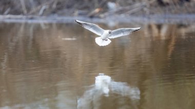 2025 gölündeki ördekler